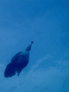 a6c49621