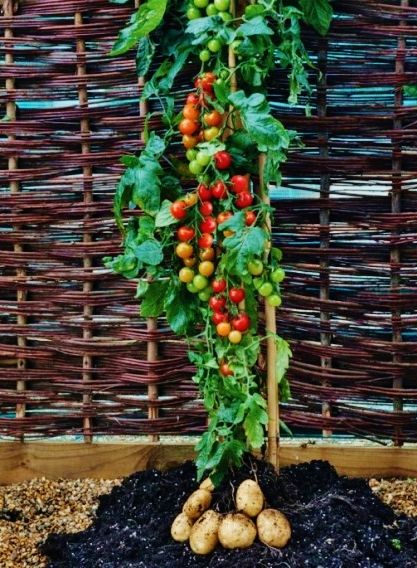 雅走草想 13年10月日