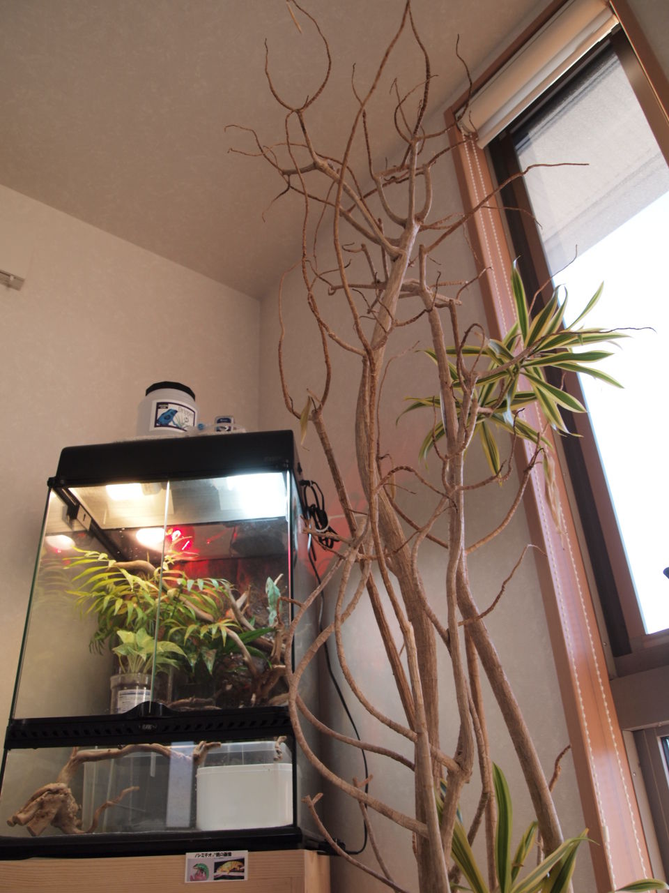 ソングオブインディア ｌｅｔ ｓ ｅｎｊｏｙ