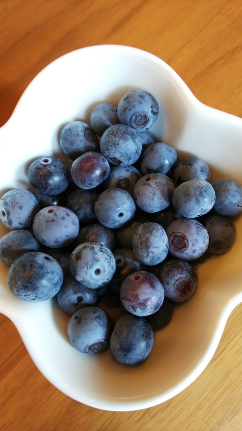 ブルーベリーの白い粉の謎 クレバリーホーム 名古屋北店です