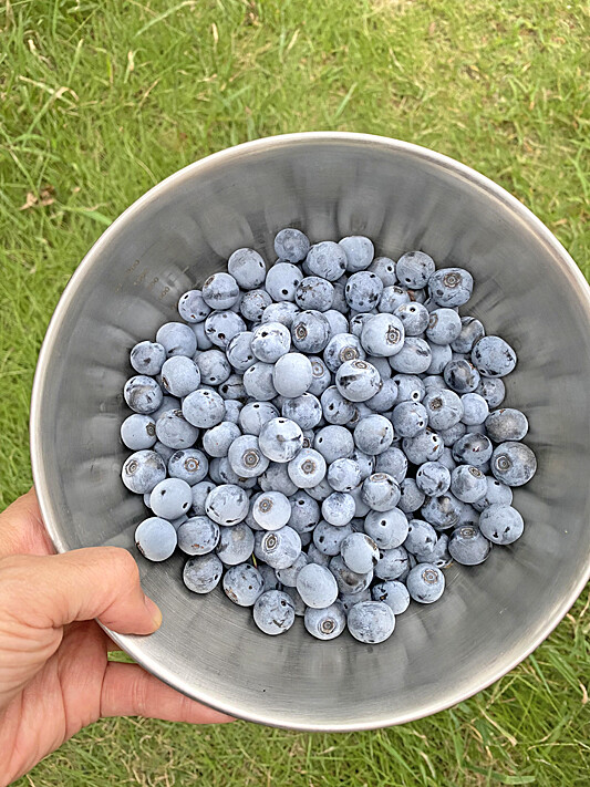 フルーツタルト3-1