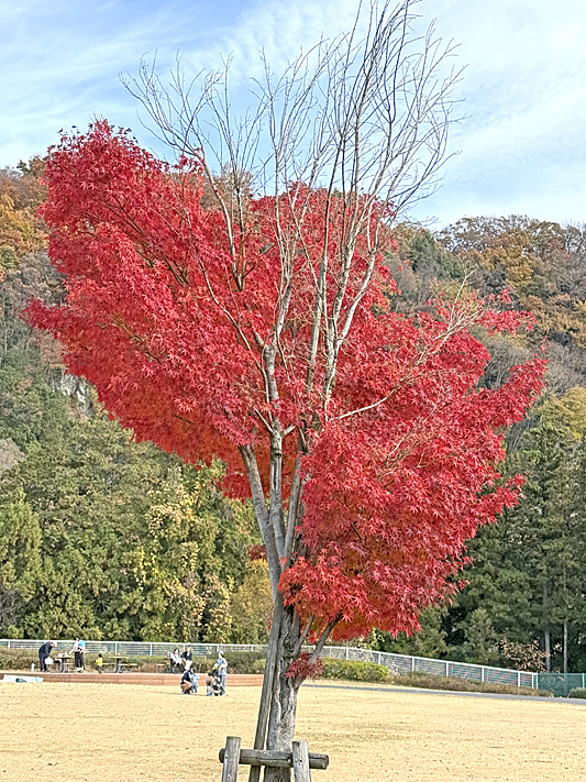 紅葉7601