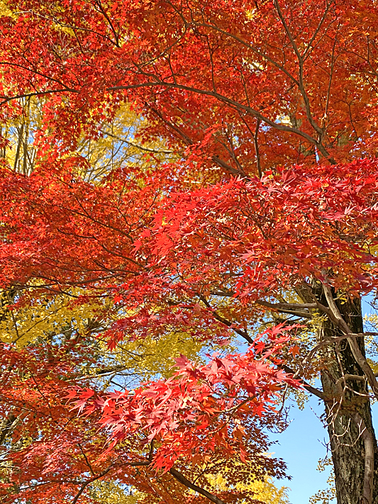 紅葉3289