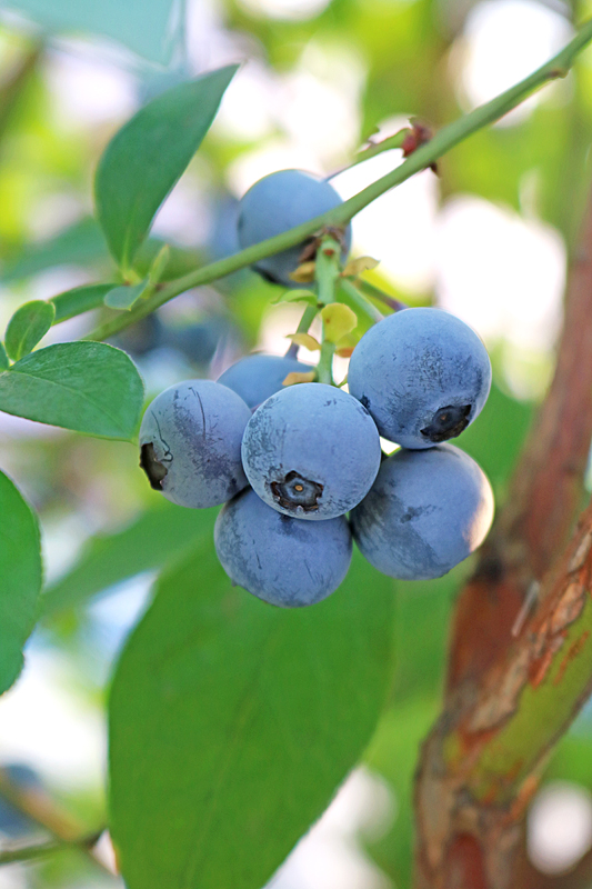 ブルーベリー9924