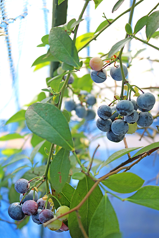 ブルーベリー9930