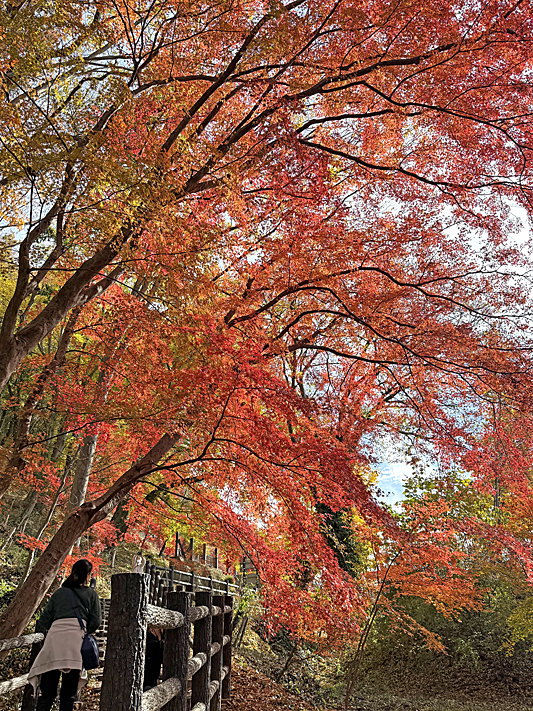 紅葉7558