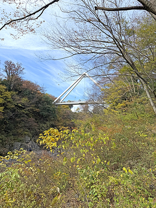 紅葉7579