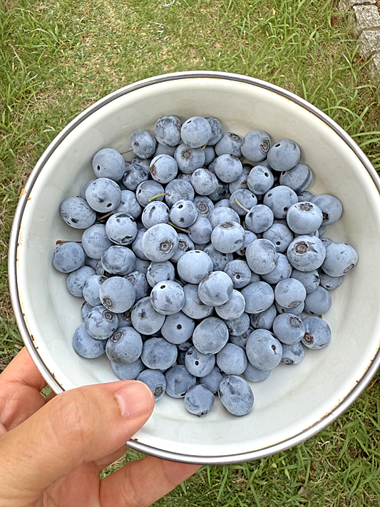 ブルーベリー3371