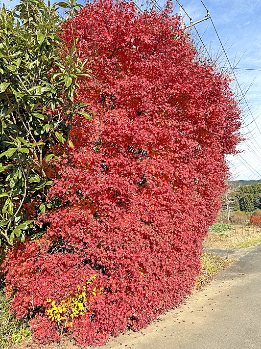 紅葉7638