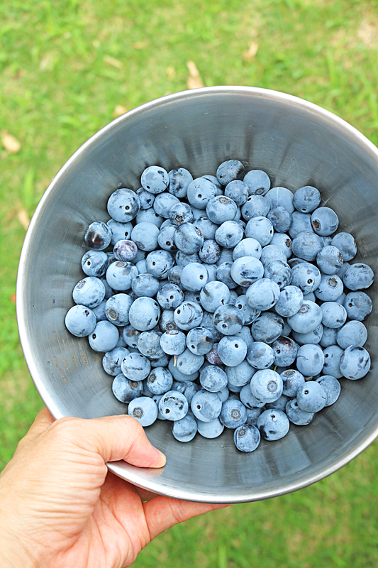 ブルーベリー9813