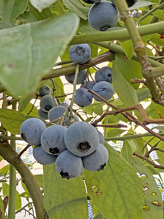 ブルーベリー3368