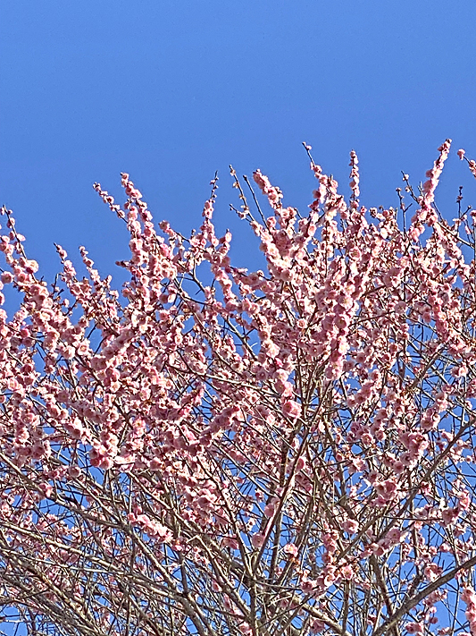 しらす海老パスタ4951-1