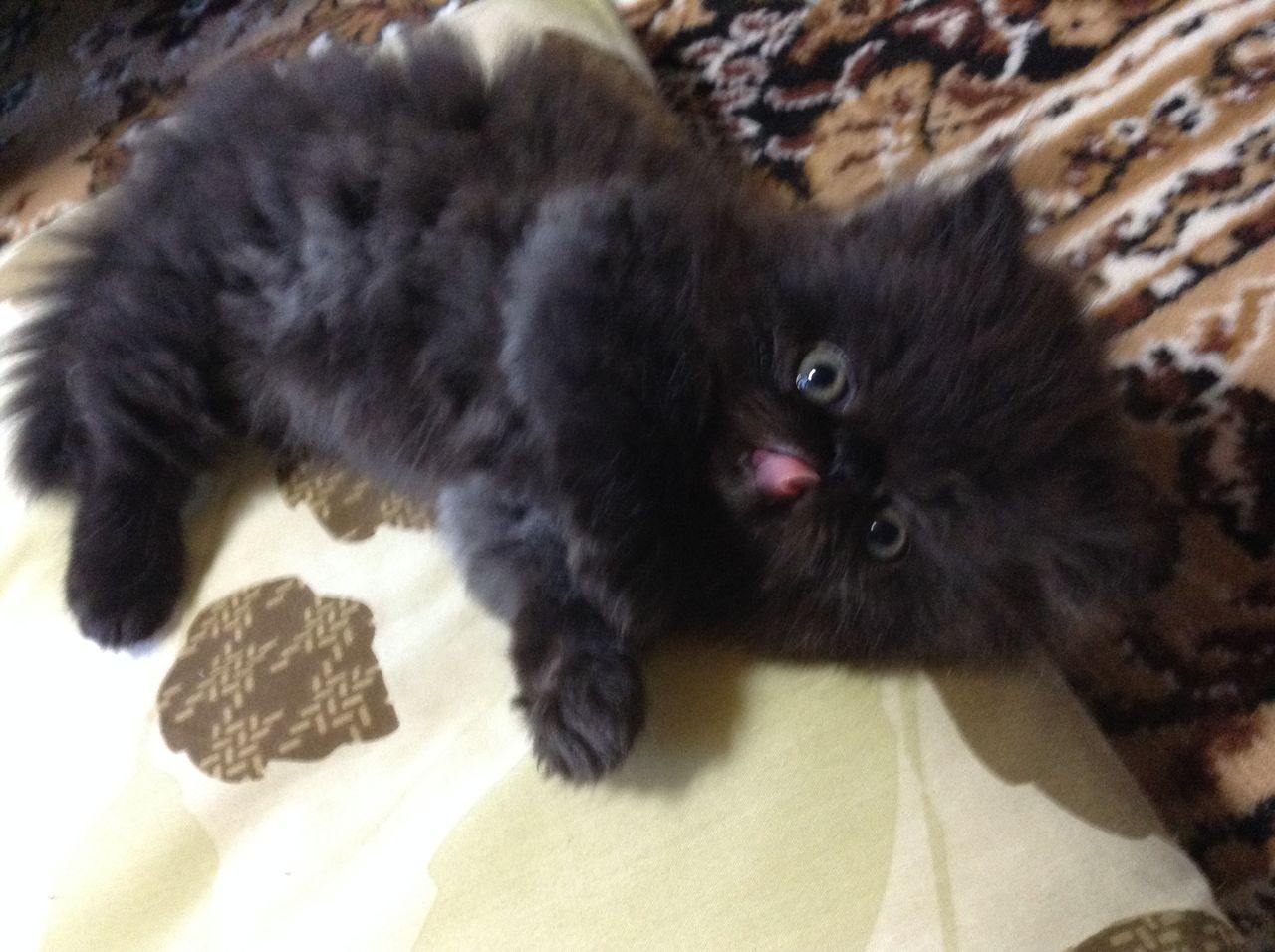 黒ペルシャ子猫 ライブドアblog凄い V 記事テスト中ですが ペルシャ猫と楽園 黒ペルシャ子猫 ライブドアblog凄い V 記事テスト中ですが ペルシャ猫と楽園
