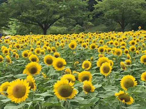 今が見頃 鹿児島市都市農業センターのひまわり 鹿児島グルメ食べ歩き おすすめスポット 今が見頃 鹿児島市都市農業センターのひまわり 鹿児島グルメ食べ歩き おすすめスポット