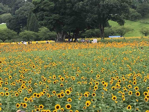 今が見頃 鹿児島市都市農業センターのひまわり 鹿児島グルメ食べ歩き おすすめスポット 今が見頃 鹿児島市都市農業センターのひまわり 鹿児島グルメ食べ歩き おすすめスポット
