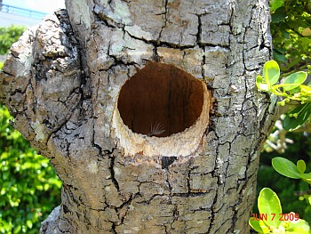 コゲラ 庭の木のコゲラ キツツキの仲間 の巣は空き家のままです 音楽生活