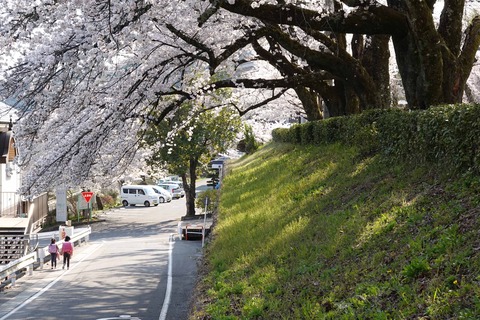 sakura1