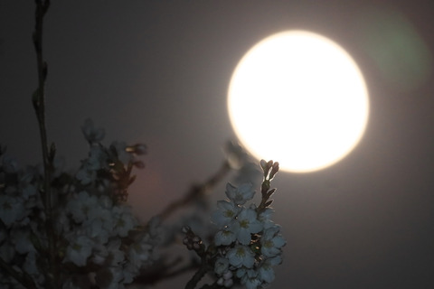 sakura2