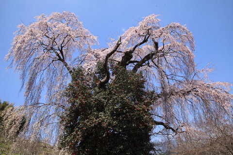 uenosakura2019