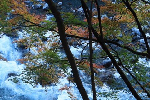 遠山森林鉄道秋1