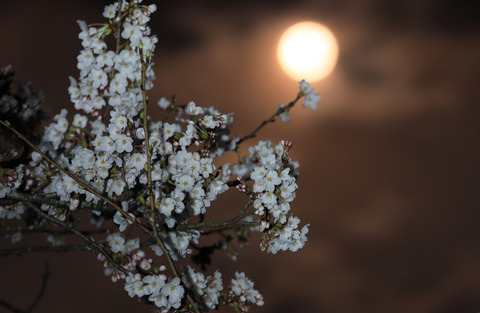 sakura3