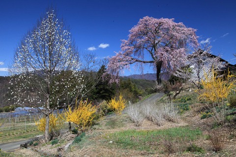 ikuta2019