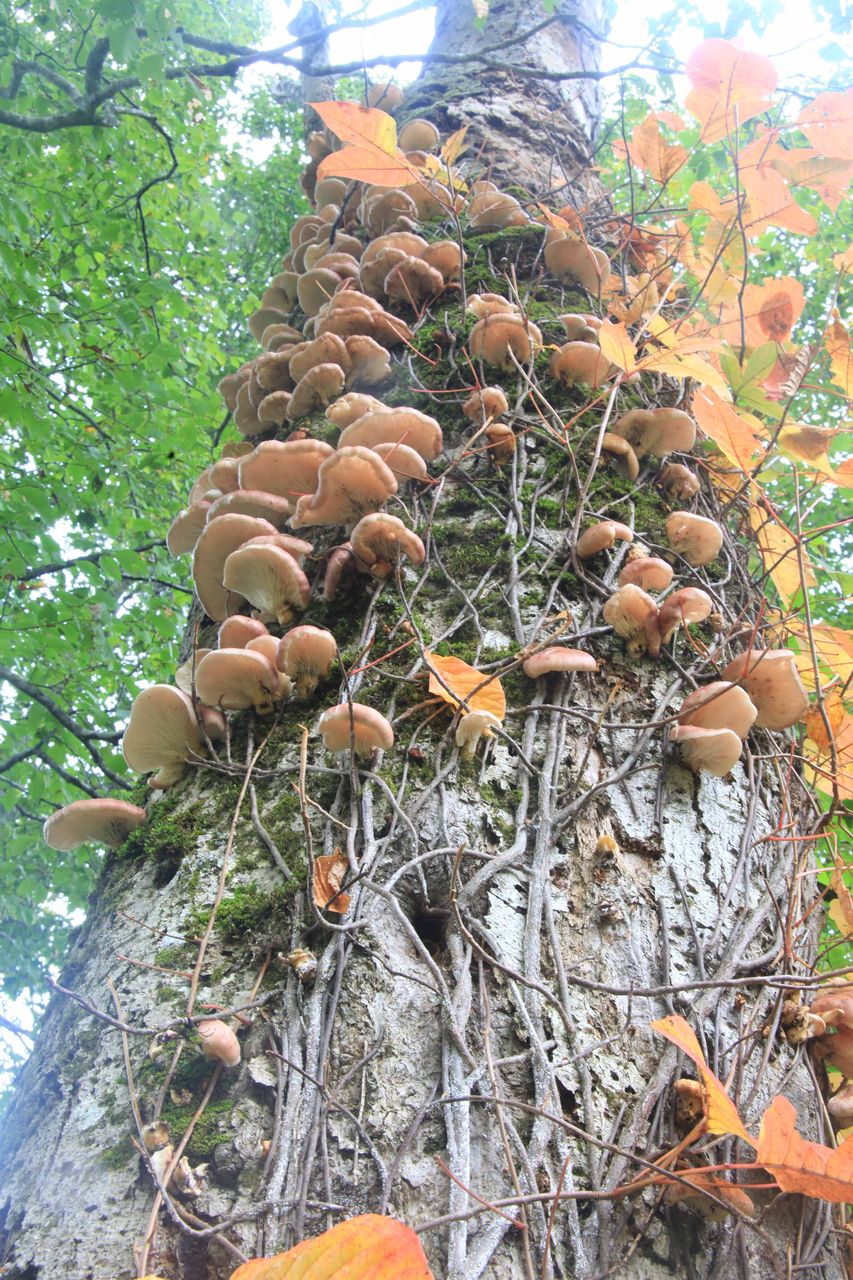 月夜茸の妖光 フォトギャラリー 野塾写真館