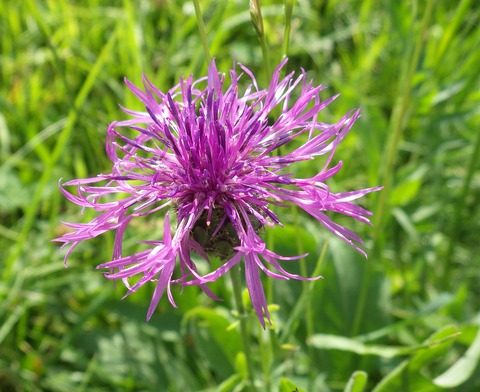 IMGP1090