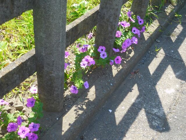 flowers-along-the-railroad-track-shinjuku-tokyo_43528340931_o