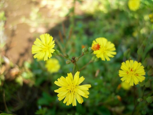 2007.5.3花々5