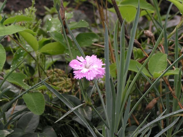 PICT0004