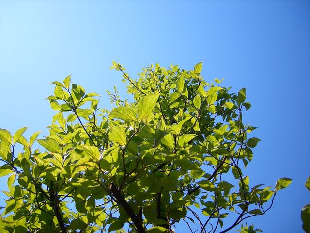 2007.4.30樹木