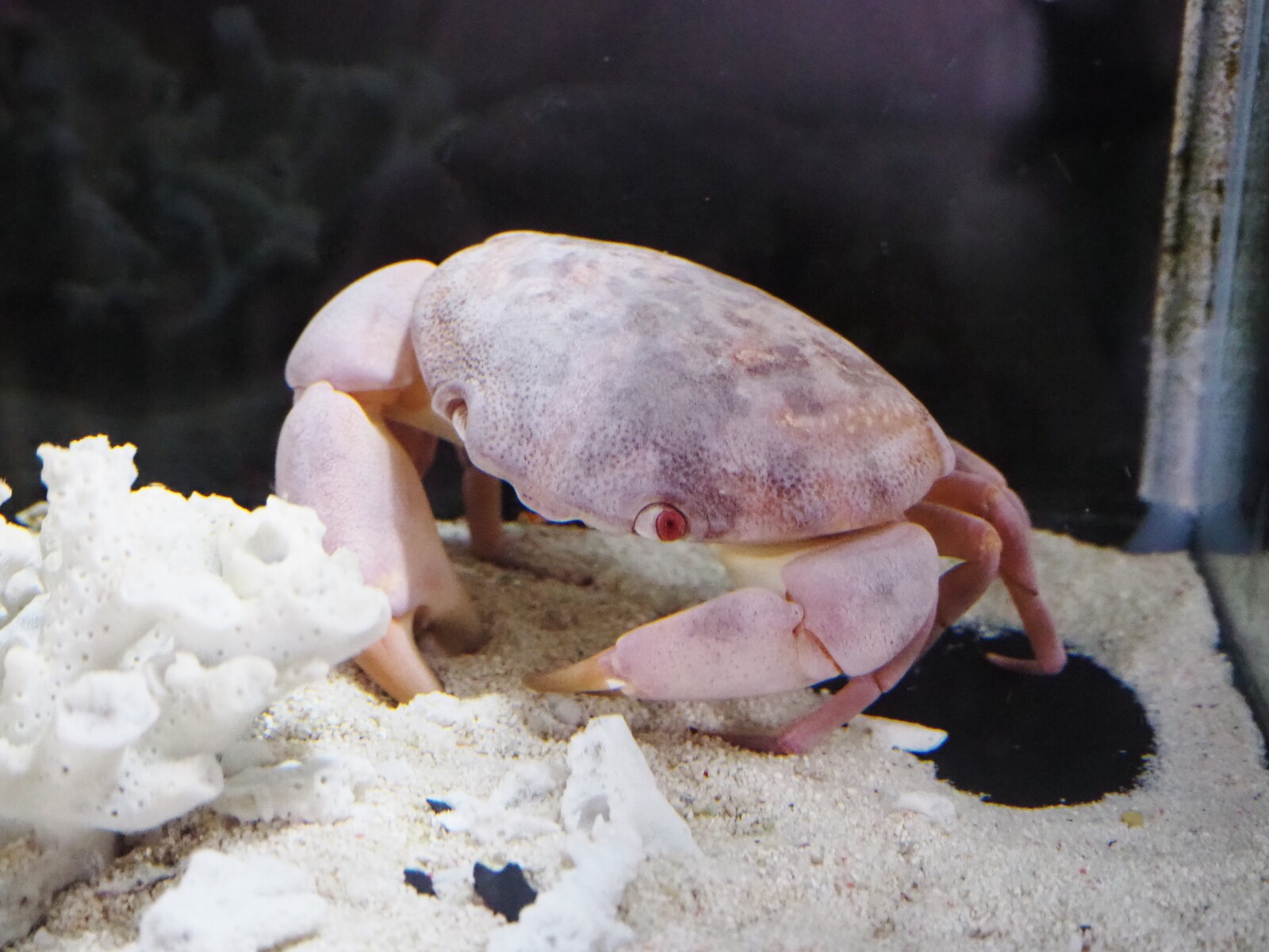 和歌山 エビとカニでやってます エビとカニの水族館 ｂｑ B Spot Explorer Powered By ライブドアブログ