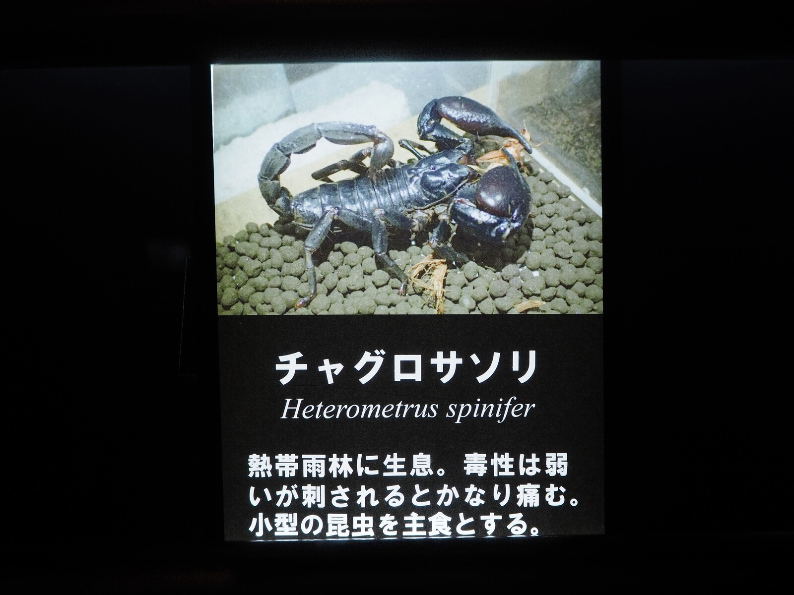 和歌山 エビとカニでやってます エビとカニの水族館 ｂｑ B Spot Explorer Powered By ライブドアブログ