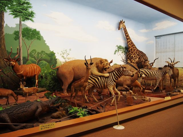 滋賀】 仕留めた動物を剥製にしました！ 滋賀サファリ博物館 : BQ