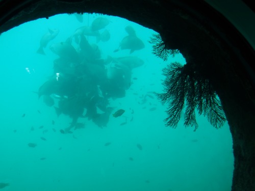 P7235082