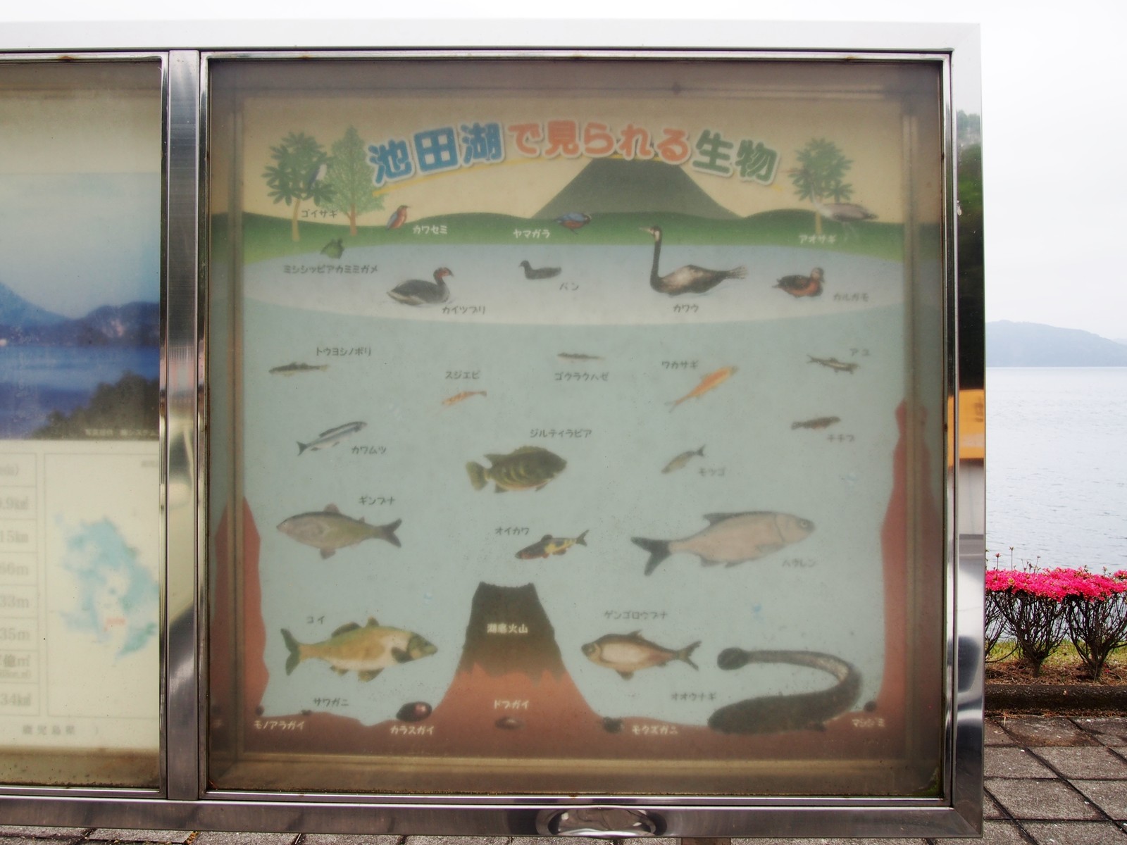 イッシーぬいぐるみA。鹿児島県池田湖のお土産品。【ほぼ新品に近いです。】。 イッシーぬいぐるみA。鹿児島県池田湖のお土産品。【ほぼ新品に近い