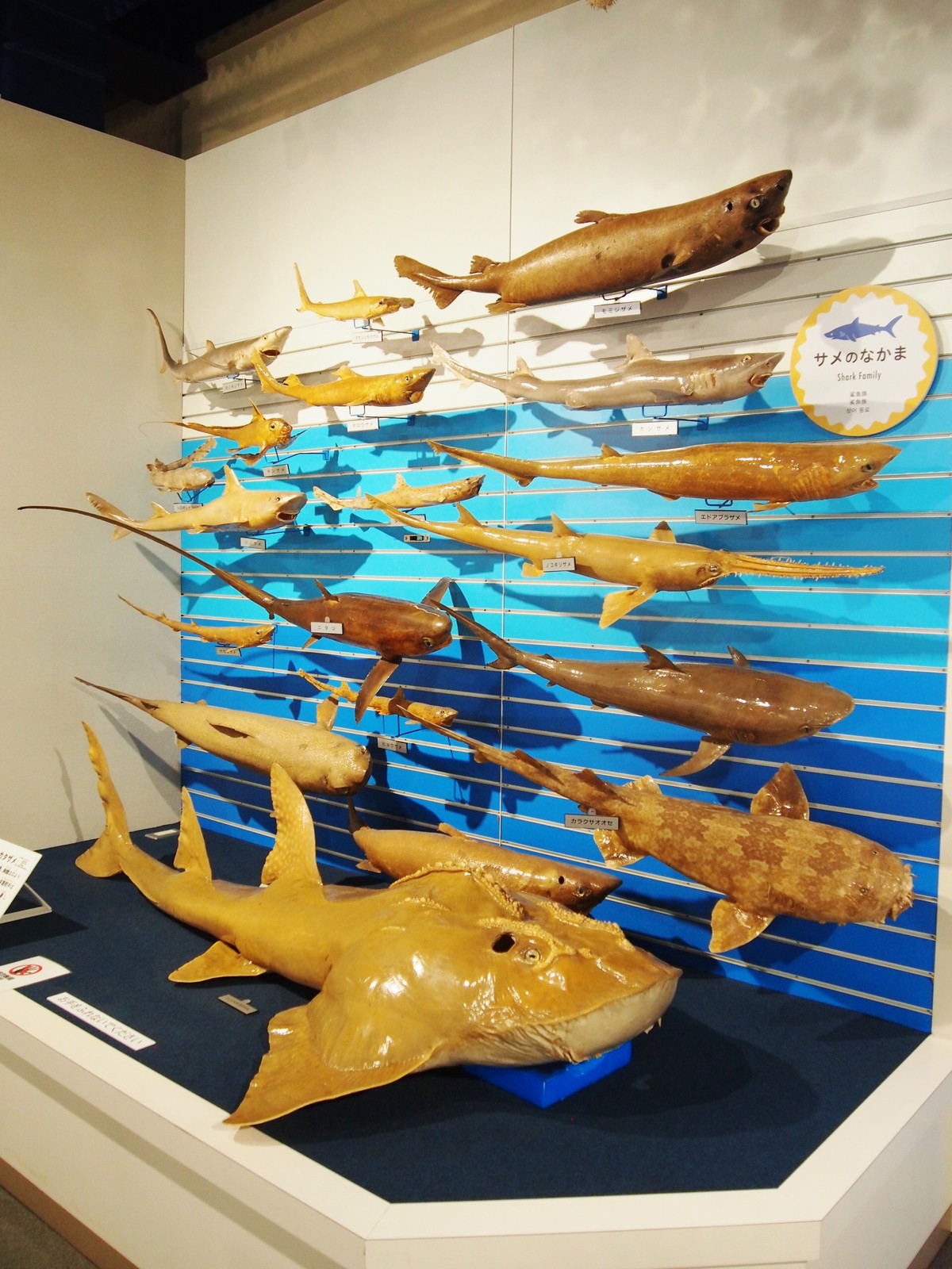 魚の剥製 釣ったハマチで剥製作りに挑戦 時間はかかるが達成感は相当なもの