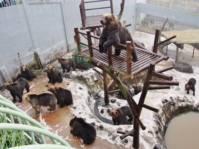 北海道】 当然だけどクマだらけ のぼりべつクマ牧場 : BQ ～B-spot