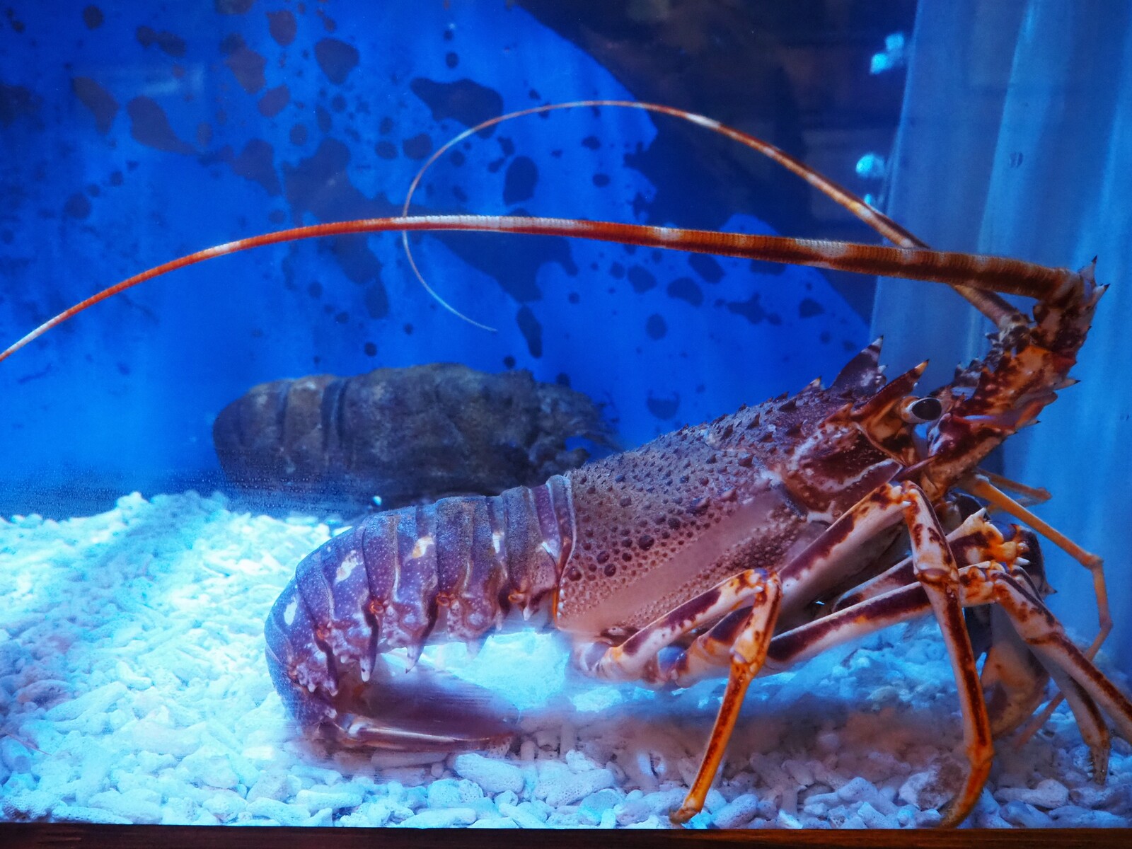 えびとカニ 和歌山】 エビとカニでやってます エビとカニの水族館 : BQ