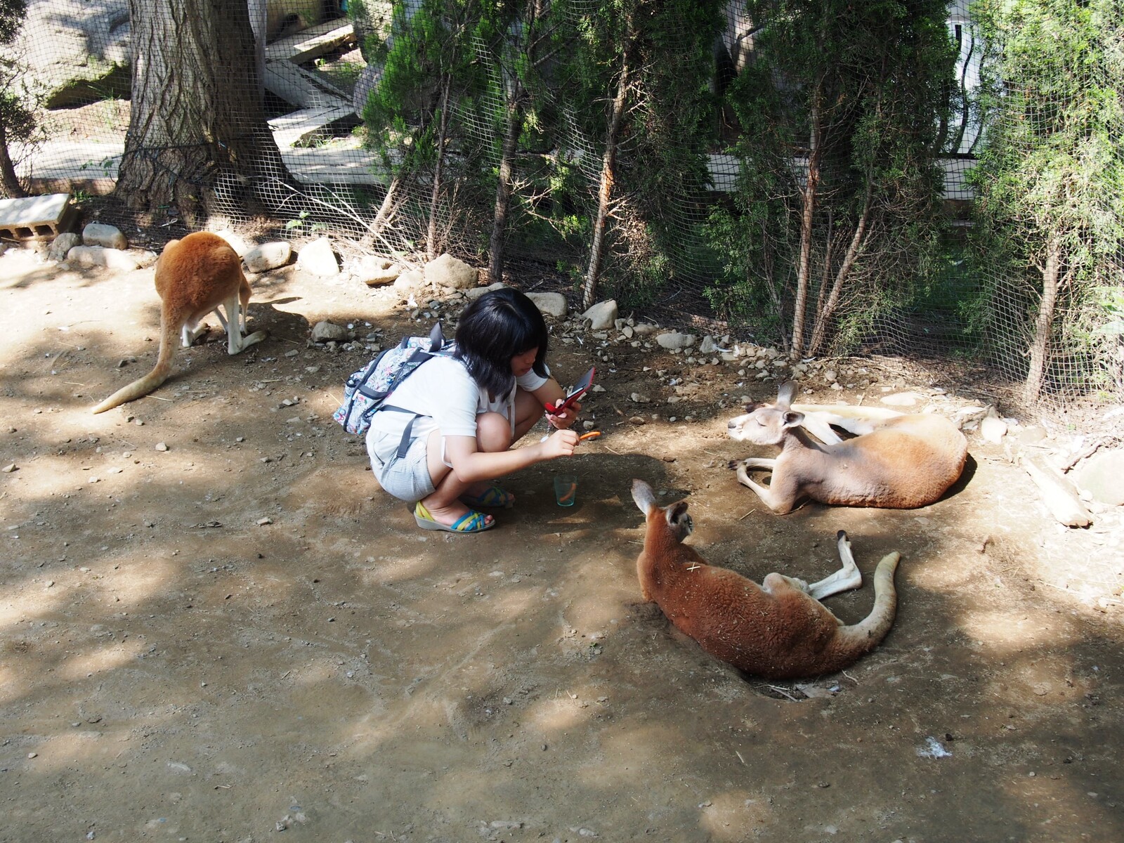北海道 ふれあえすぎる動物園 ノースサファリサッポロ bq B Spot Explorer Powered By ライブドアブログ 北海道 ふれあえすぎる動物園 ノースサファリサッポロ bq B Spot Explorer Powered By ライブドアブログ