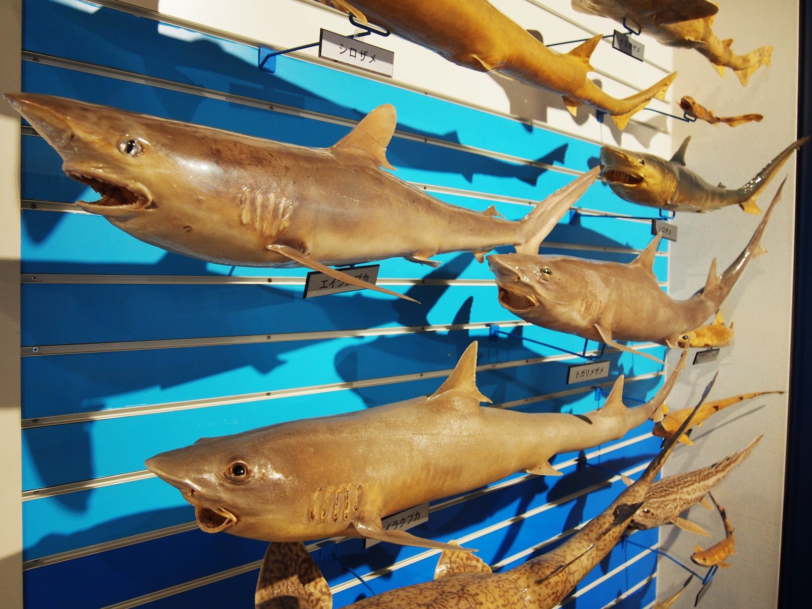 鳥取 日本一 魚の剥製水族館 海とくらしの史料館 ｂｑ B Spot Explorer Powered By ライブドアブログ