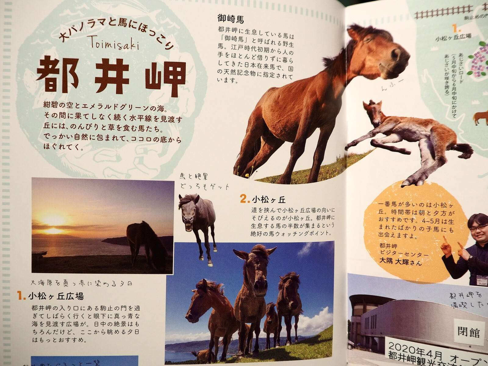 宮崎 野生のウマを探しに行こう 都井岬 ｂｑ B Spot Explorer Powered By ライブドアブログ