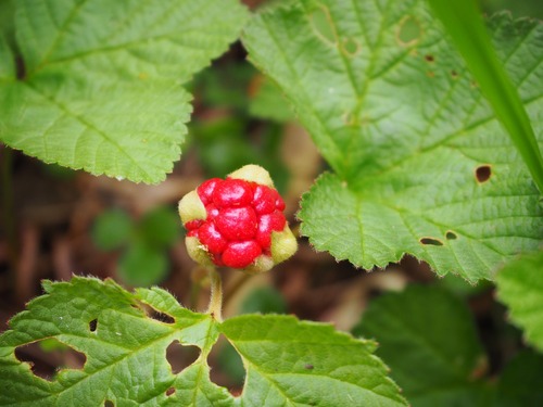 P7122036