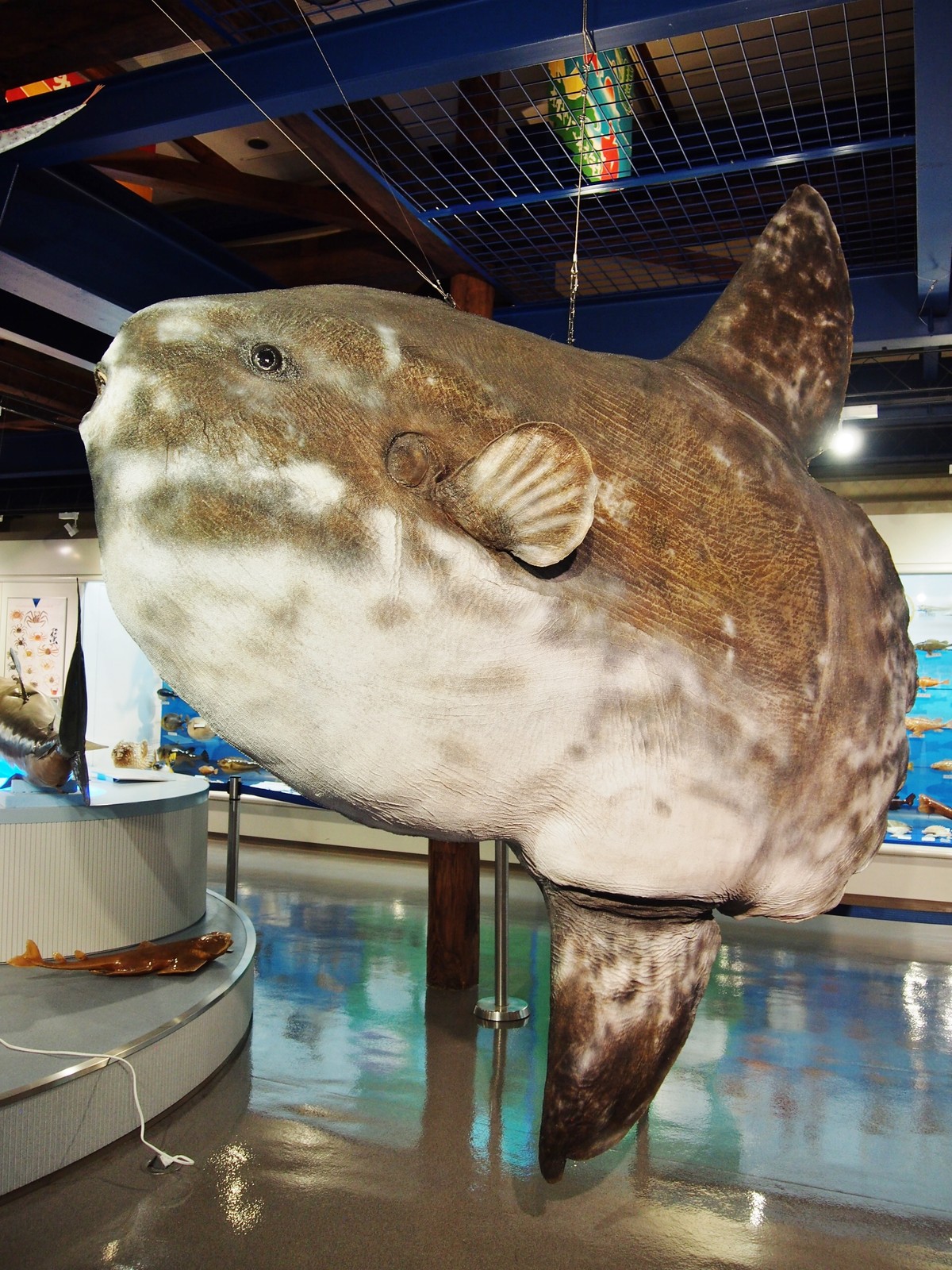 鳥取 日本一 魚の剥製水族館 海とくらしの史料館 bq B Spot Explorer Powered By ライブドアブログ 鳥取 日本一 魚の剥製水族館 海とくらしの史料館 bq B Spot Explorer Powered By ライブドアブログ