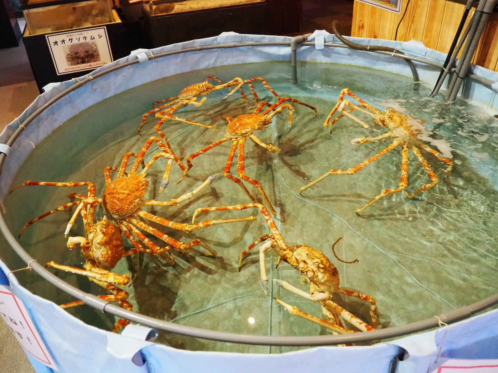 和歌山 エビとカニでやってます エビとカニの水族館 ｂｑ B Spot Explorer Powered By ライブドアブログ