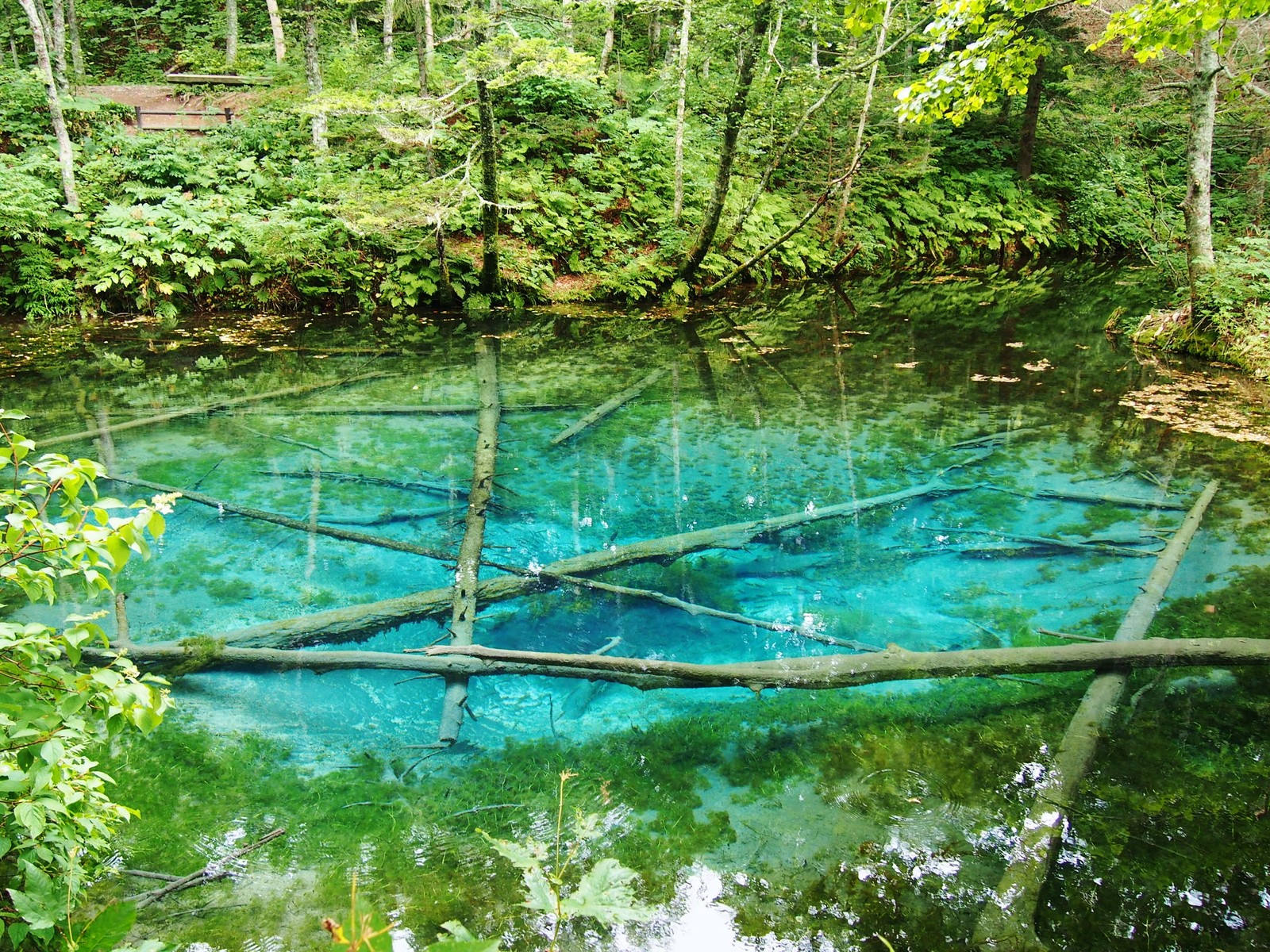 北海道 神秘 神の子がいる池 神の子池 bq B Spot Explorer Powered By ライブドアブログ 北海道 神秘 神の子がいる池 神の子池 bq B Spot Explorer Powered By ライブドアブログ