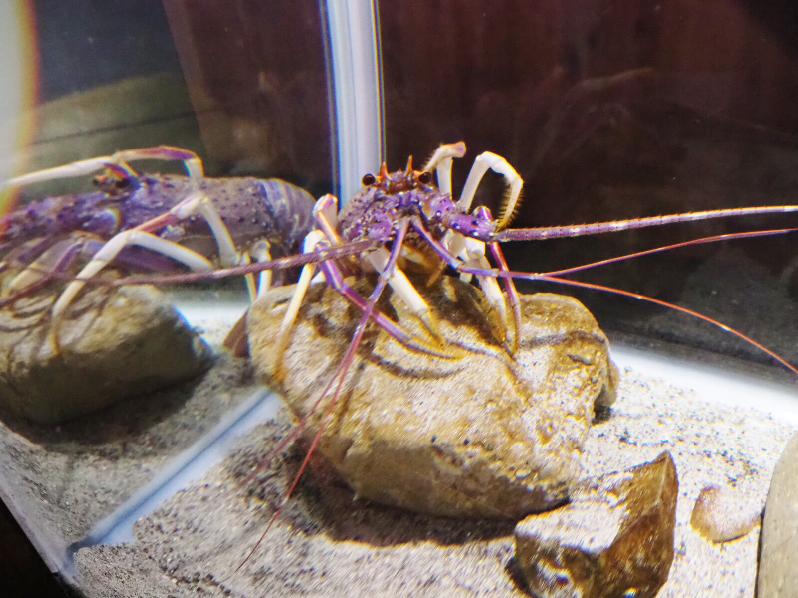 和歌山】 エビとカニでやってます エビとカニの水族館 : BQ ～B-spot