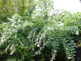 P1020433