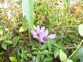 P1020487